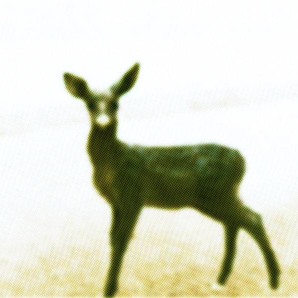 deer portrait